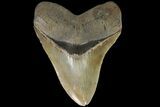 Serrated, Fossil Megalodon Tooth - Beautiful Color #89793-1